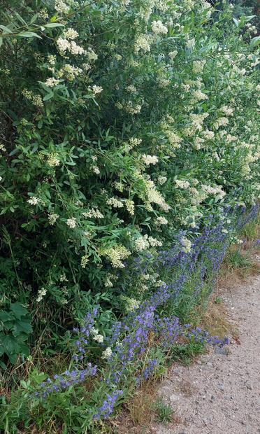 Weiß blühende Ligusterhecke und davor langstielige Natternköpfe mit violetten Blüten.