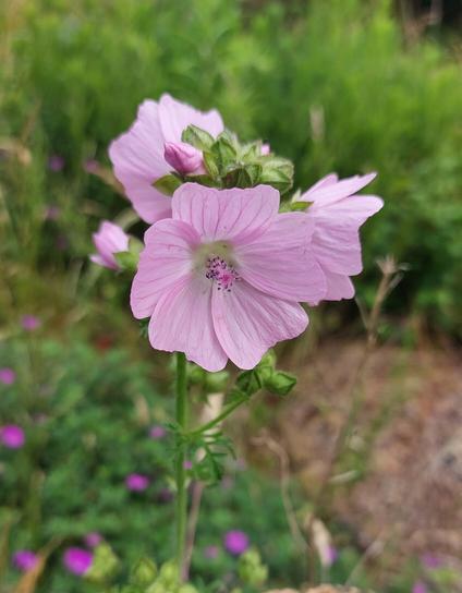Eine langstielige Moschusmalve, deren rosa Blüten und Knospen rings um das Stielende angeordnet sind
