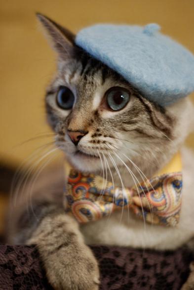 A studio style portrait of a lynx point Siamese cat wearing a light blue beret and a paisley yellow bow tie with some blue accents in it. His eyes are blue too. His whiskers are perked up and his one front paw is draped elegantly over the edge of his platform. The background is blurred out burnt yellow.