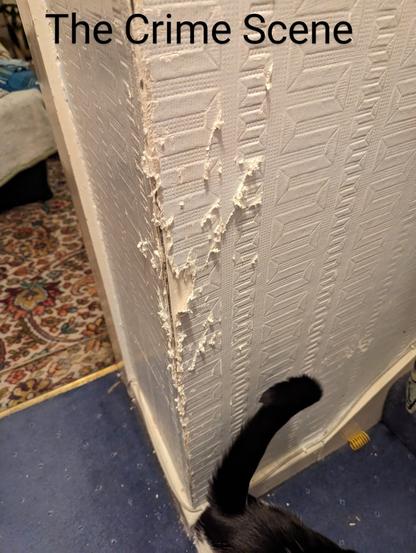 Photo of wallpaper that has been shredded by a certain black and white cat who can be seen exiting from view.