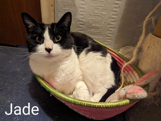 Jade, a young adult female black and white shorthair cat, relaxing in a wicker basket with a bunny toy, looking all innocent...
