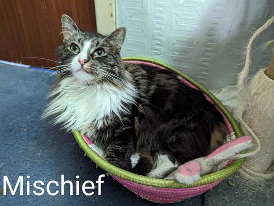 Mischief, a young adult female medium longhair mackerel tabby cat and Jade's twin sister, in a wicker basket with a bunny toy poking out.