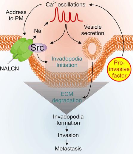 Schematic visualization of the article's synopsis