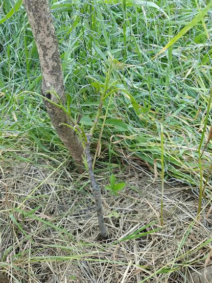 Baby walnut tree protected against deer with wire mesh but many leaves have been eaten by slugs.