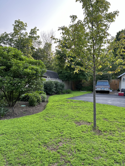 Landscape photo of the backyard with a young maple tree in the foreground and a classic Wagoneer in the background. The lawn is newly growing clover creating a carpet of bright emerald green outlined by bushes and various plants also very green