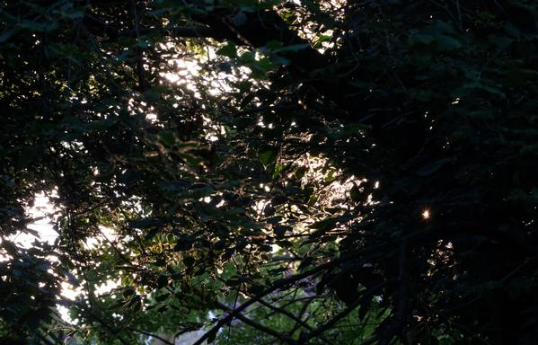 Sunlight shines through behind areas of otherwise shadowed trees and branches