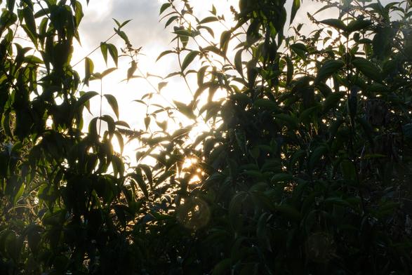Sunlight shines brightly behind bushes and leaves, flaring towards the middle