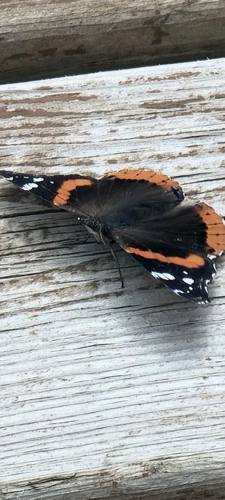 An actual black butterfly with multiple white dots where I though red dots were and a giant orange circle on its back.