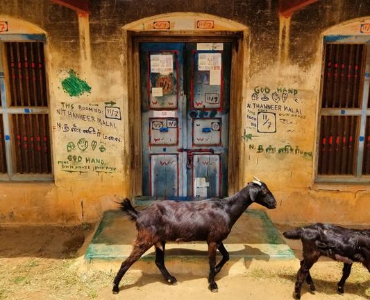 Goats walking in front of the painted doorway of a residence in Kanadukathan, Tamil Nadu.