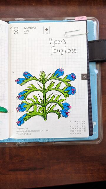 A watercolor and ink drawing of a stalk of viper's bugloss 10 flowers shown