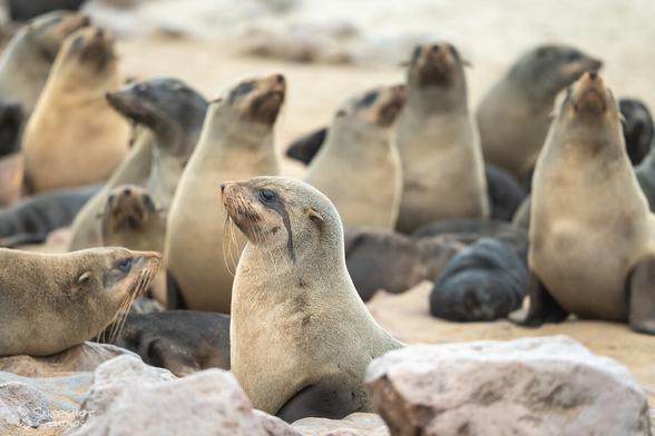 A group of fur seals in the beach between rocks with their dark colored pups