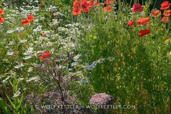Photograph shows a close view of a border densely populated with self-seeded Marguerites and Poppies and a planted shrub, Sambucus nigra, or Black elder.