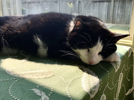 Rufus, my fuzzy black and white kitty is asleep in a puddle of sunshine, on the sideboard.
