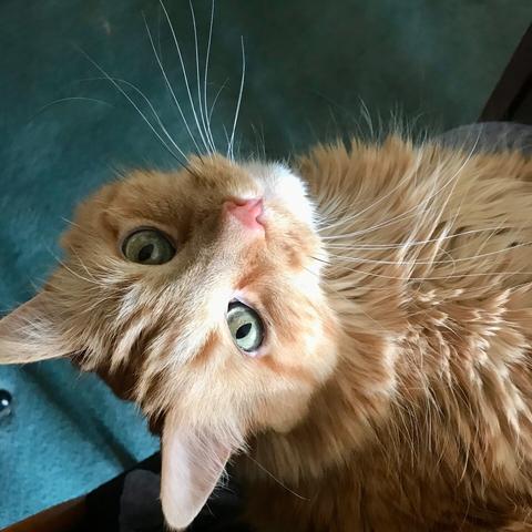 Upside down fluffy tangerine kitty, on my lap, gazing at the camera.
