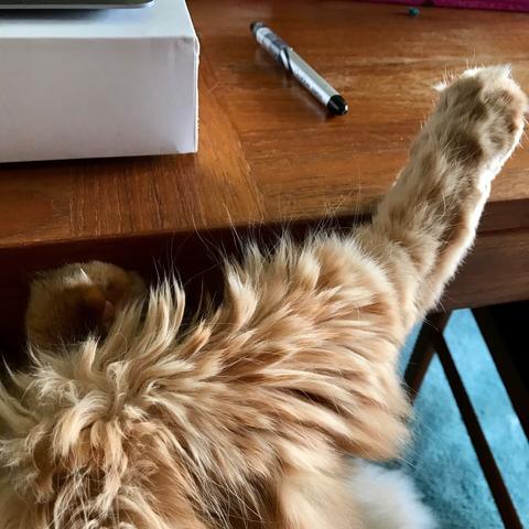 And the other end of him. A hind paw is extended and resting on the dining table.