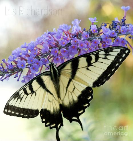 A tiger swallowtail butterfly enjoying a purple butterfly flower with natural green and yellow soft tones in the background. This year we have not seen a lot of butterflies. I hope they are only getting a late start. Artist Iris Richardson, Gallery Pixel