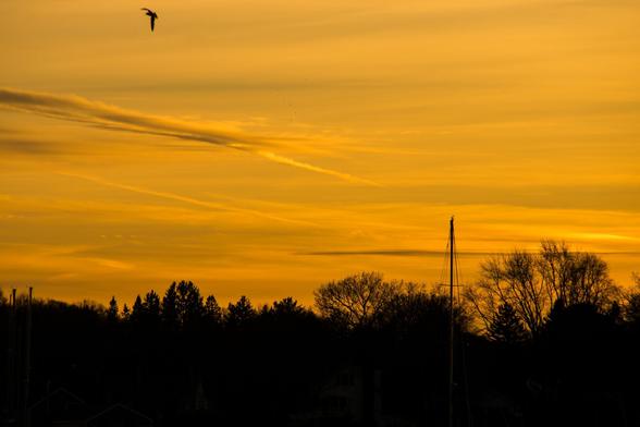 A color photograph of orange skies just after sunset. Dark, silhouetted trees and a sailboat mast line the bottom of the frame. A seagull is in flight at the top left.