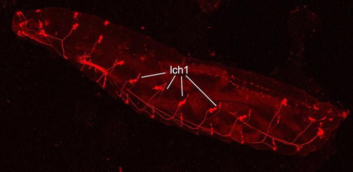 A Drosophila larva with the chordotonal neurons highlighted in red. The lch1 neurons are indicated with an arrow. Photo credit: Melissa Rolls.A Drosophila larva with the chordotonal neurons highlighted in red. The lch1 neurons are indicated with an arrow. Photo credit: Melissa Rolls.
