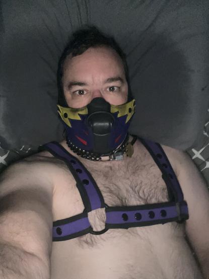Man laying in b d with purple harness and puppy mask on.