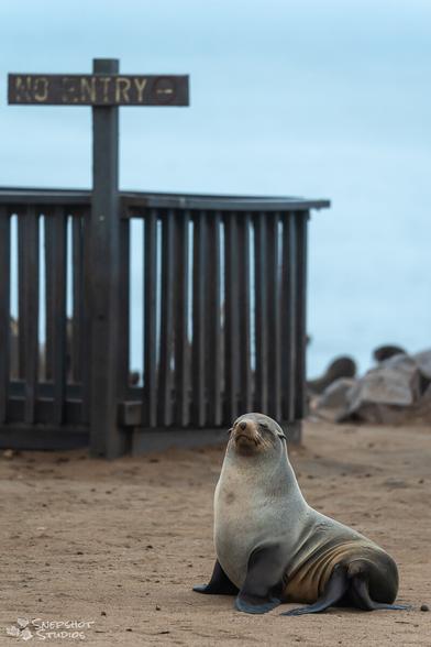 A fur seal sitting on sand and looking at the camera. In the background a wooden fence with a no entry sign.