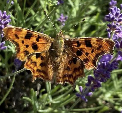 open-winged butterfly on lavender. It’s wings are light brown with black blotches The edges of its wings have several angles, and the lowest point on hind wings is shaped like a comma.