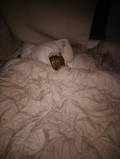 A red miniature dachshund snuggled in a duvet