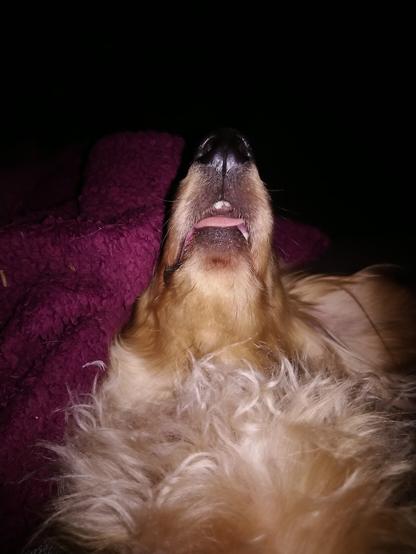 A cream miniature dachshund puppy, sleeping, with her tongue stuck out