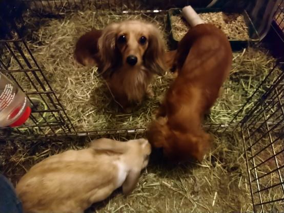 A cream miniature dachshund puppy standing in a rabbit pen, with another miniature dachshund and a rabbit either side of her.