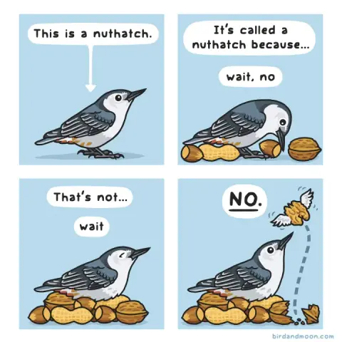 A four-panel comic. In panel 1, an arrow points to a white-breasted nuthatch, and the text says "This is a nuthatch." In panel 2, the nuthatch is looking excitedly down at some peanuts, walnuts, and hazelnuts, and it tucks one under its fluffy feathers. The text says "It's called a nuthatch because... wait, no". In panel 3, the nuthatch is happily incubating a pile of nuts, and the text says "That's not... wait". In panel 4, the nuthatch looks on proudly at a walnut that has hatched into a beautiful winged nutmeat, and the text says "NO."