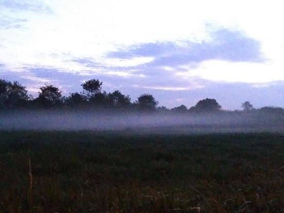 Foreground black. Above that a horizontal band of blue-grey mist, then a band of very dark grey trees silhouetted against a sky of pale blue, wispy clouds with nearly white sky above.