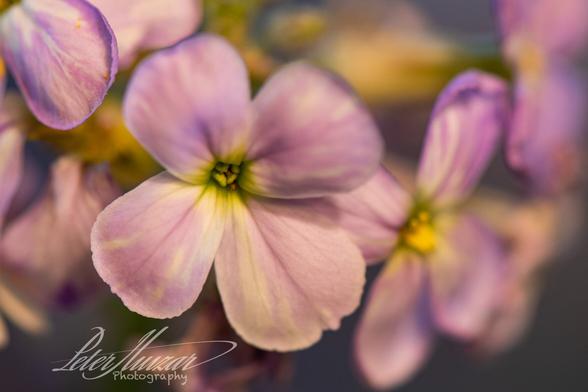 Purple white and yellow/green flowers in a macro shot with the one in the center in focus.