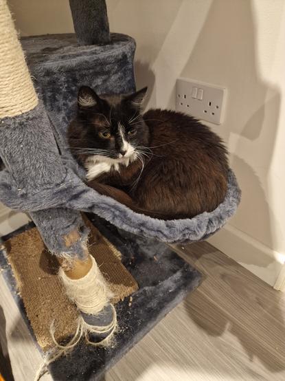 A black and white cat curled up in a fluffy hammock attached to a cat tree.