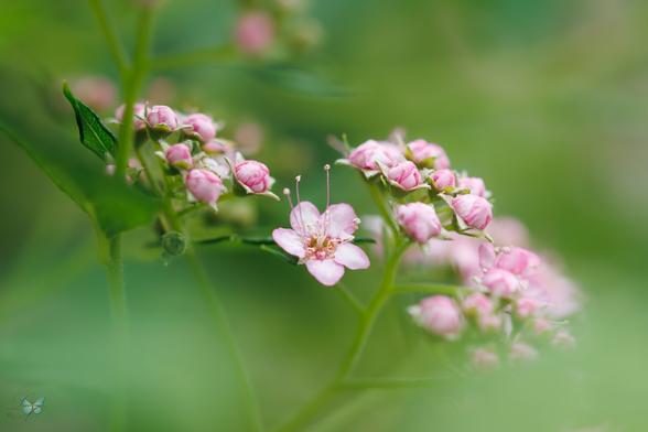 Tiny pink flower, surrounded by even smaller pink flower buds. The foreground and background are both a soft blurred green.