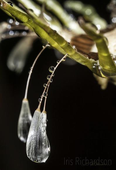 A dandelion puffball parachute wet from an earlier rain hanging down of its flower head. The parachutes are to the left loaded down with water and their stems are lined with tiny water bubbles. Artist Iris Richardson, Gallery Pixel