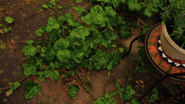 Erdbeerpflanzen wachsen in Ritzen zwischen den Terrassenplatten
