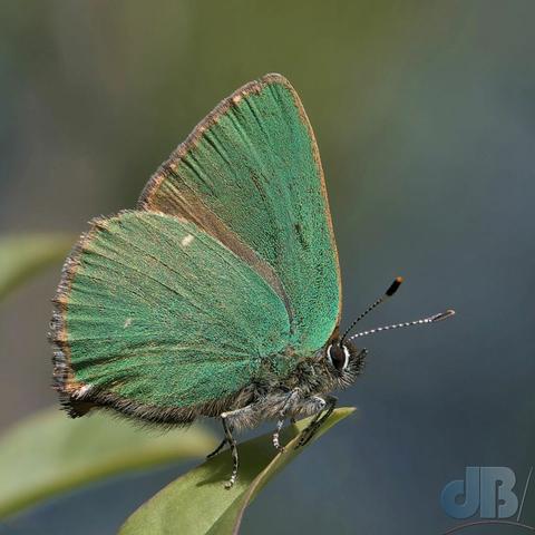Green Hairstreak butterfly