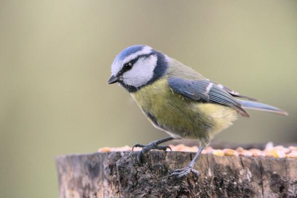 Juvenile Blue Tit perched on a wooden post looking from right to left. There's a blurred green background behind it.