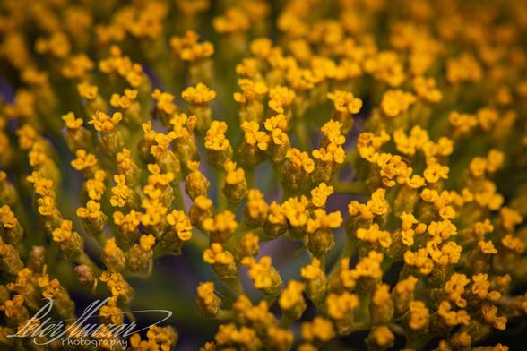 Macro shot of a yellow flower cluster with edges blurred and vignette.