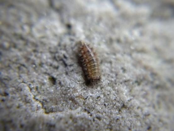 A bristle millipede, a tiny short millipede that looks more like a caterpillar—covered with rows of larch-like bristles and with a soft tuft of pale shiny hair sticking out from its butt.