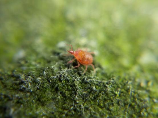 A snout mite, a reddish mite with a sharp pointy nose, on green lichen or algae-covered stone.