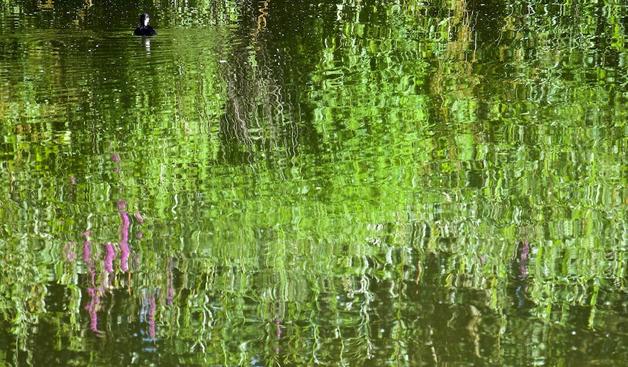 Reflet de #foulque sur l'eau (+ #salicaires)