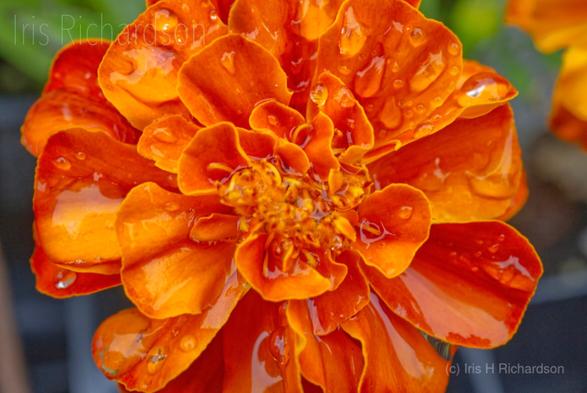 A orange marigold flower covered with heavy raindrops macro photograph. Artist Iris Richardson, Gallery Pictorem