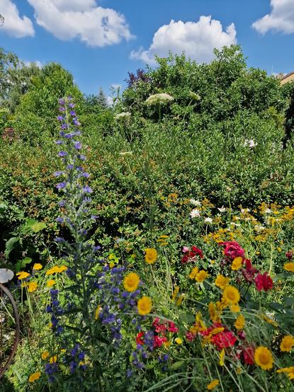 Buntes Blumenbeet mit Färber Kamille, Natternkof, Rosen,
Margeriten usw