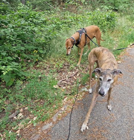 Pina Galgoespanol und Atze Greyhound