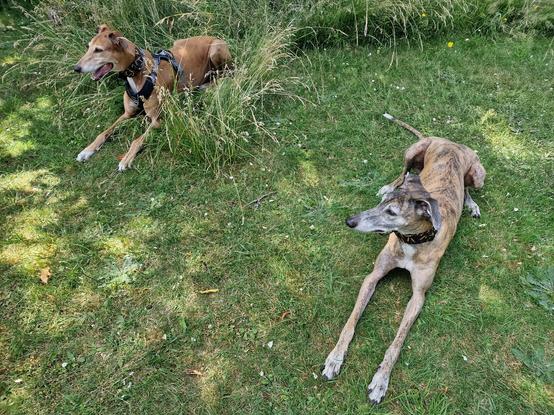 Pina Galgoespanol und Atze Greyhound liegen im Garten