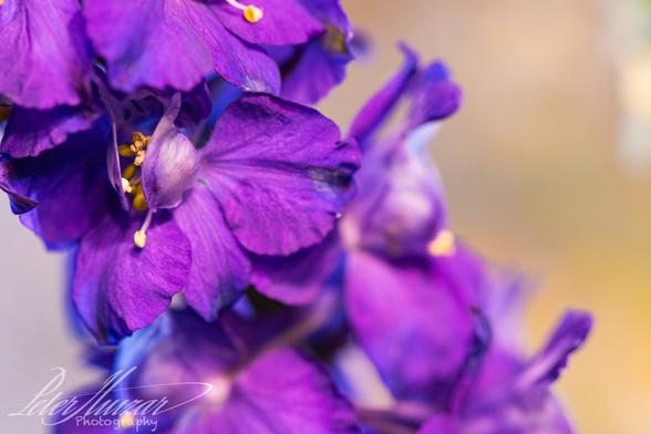 Purple flower cluster with blurry flowers.  Left top corner one purple flower in focus. Macroshot