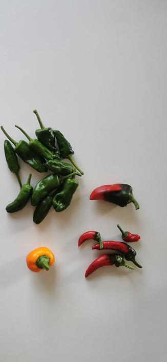 Même table, mêmes poivrons, plus un de taille moyenne et rouge à sa pointe (mais pas à sa racine, c'est rigolo, probablement l'origine de son nom)
