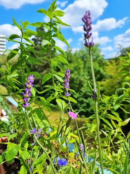Blühende Sommerblumen und Kräuter, im Hintergrund die Ecke eines Hochhauses, Rasen und Parkbäume. Blauer Himmel, weiße Wolken.