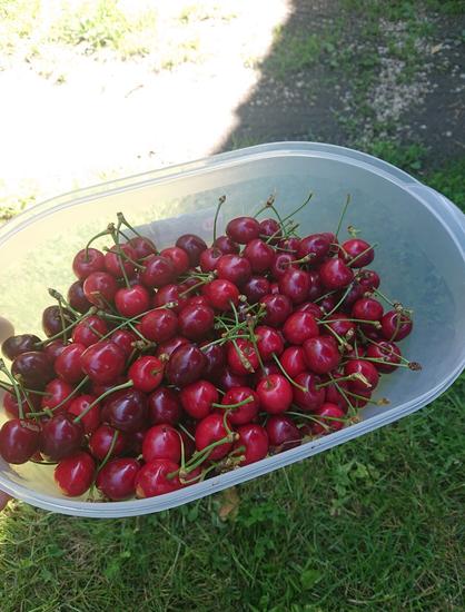 Boîte remplie de cerises