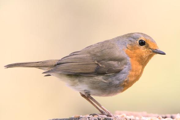 European robin perched on a post facing from left to right. It's taking up most of the frame and there's a smooth brown background behind it.